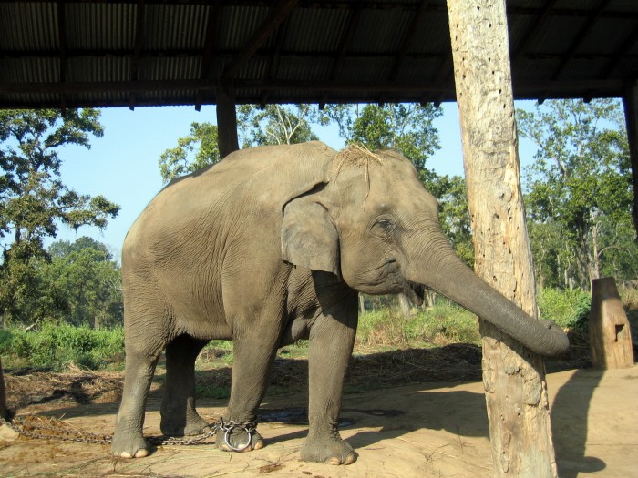 Hodowla słoni