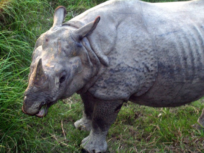 Bezkrwawe Łowy na nosorożce
