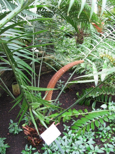 Ogród Botaniczny szklarnia tropikalna