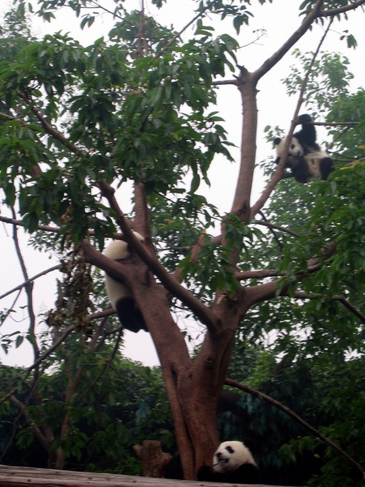 Panda wielka