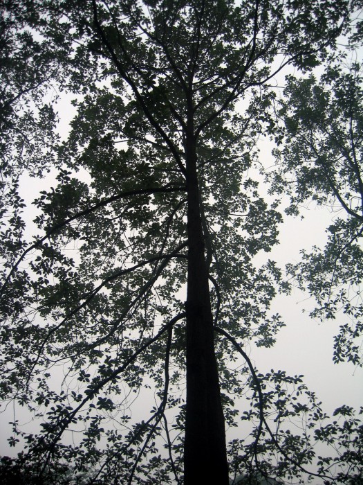 Drzewo cynamonowe - Ośr. hod. pandy