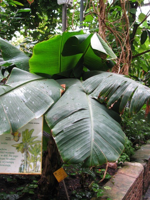 Ogród Botaniczny szklarnia subtropikalna