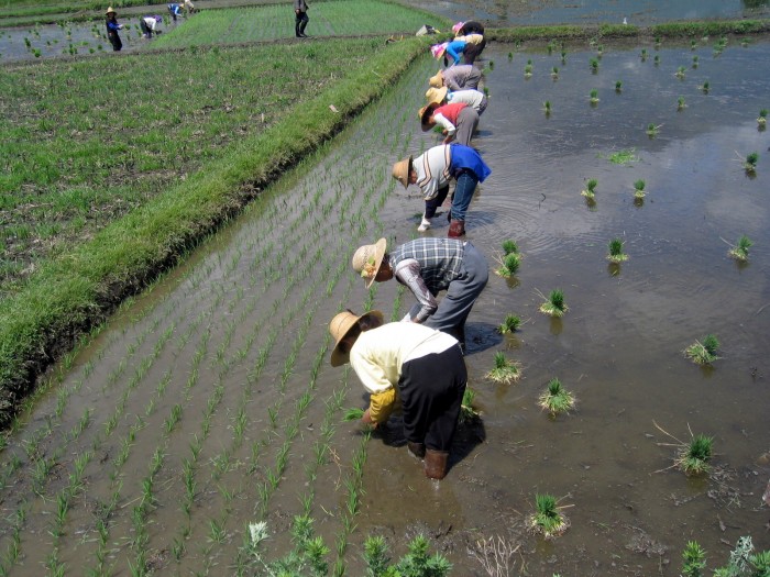 Pola uprawy ryżu na nizinach