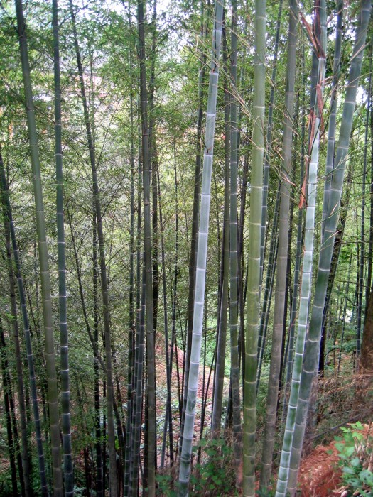 Wysoki las bambusowy