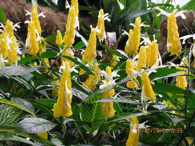 Ogród Botaniczny szklarnia tropikalna