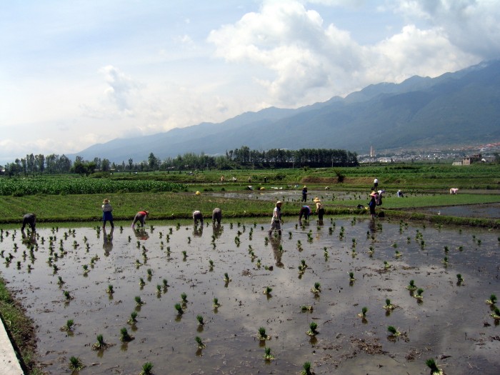 Pola uprawy ryżu na nizinach