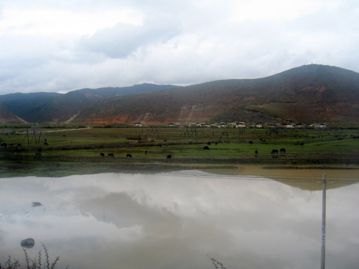 Jezioro Napa - obecnie pastwiska