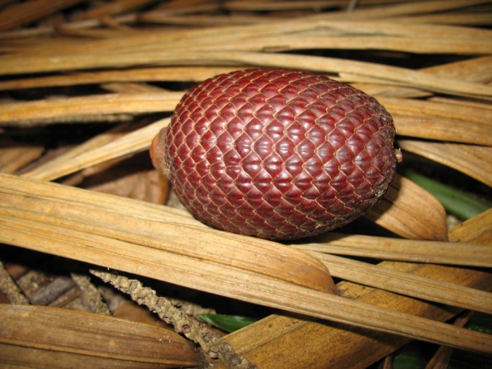 Owoce Amazonii fot:Gunter Enfgel