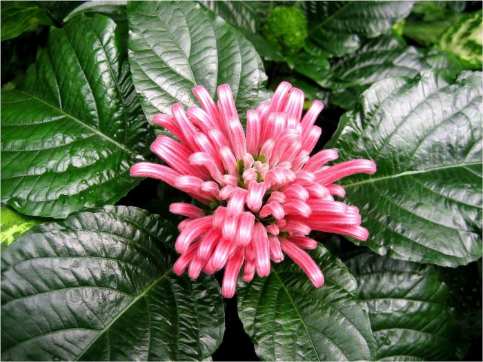 Kwiaty Amazonii fot Gunter Engel