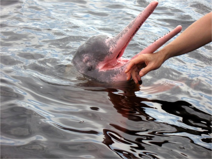 Rozowe delfiny
