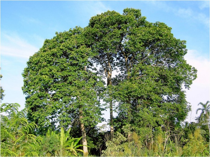 Owoce Amazonii fot:Gunter Enfgel