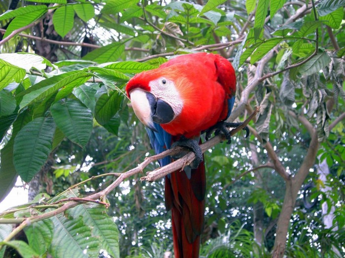 Ptaki Amazonii by Gunter Engel