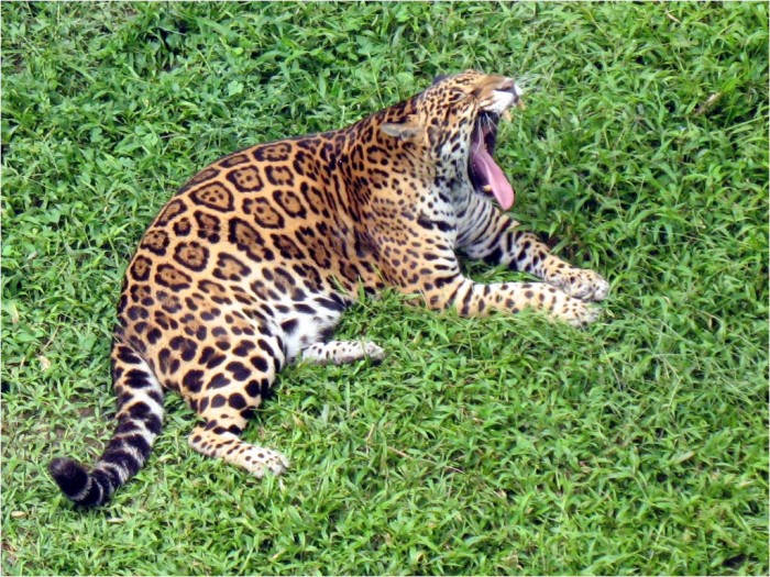 Zwierzęta Amazonii fot:Gunetr Engel