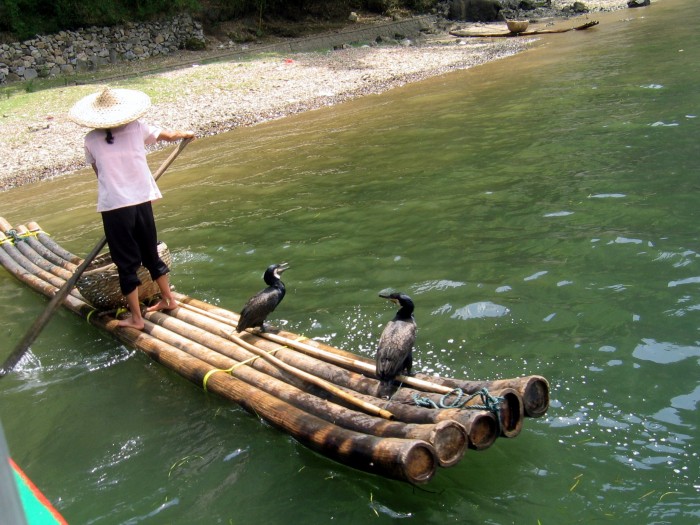 Kormorany łowiące ryby na rzece Li