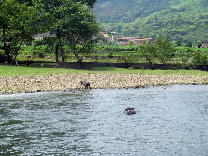 Bawoły wodne na rzece Li