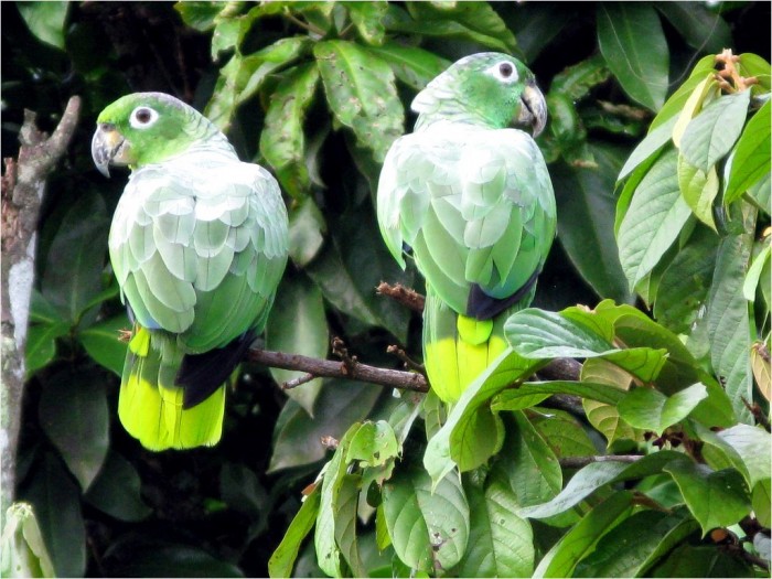Ptaki Amazonii by Gunter Engel