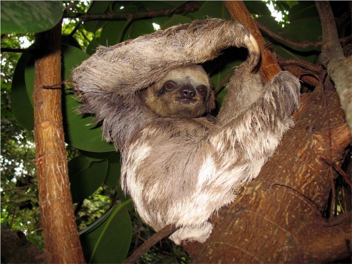 Zwierzęta Amazonii fot:Gunetr Engel