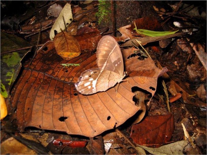 Owady Amazonii Gunter Engel