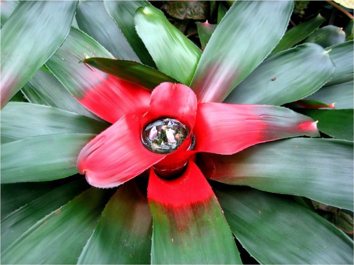Kwiaty Amazonii fot Gunter Engel