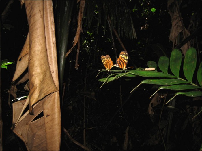 Owady Amazonii Gunter Engel
