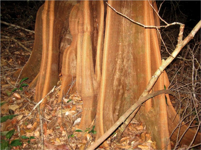 Drzewa Amazonii  fot Gunter Engel