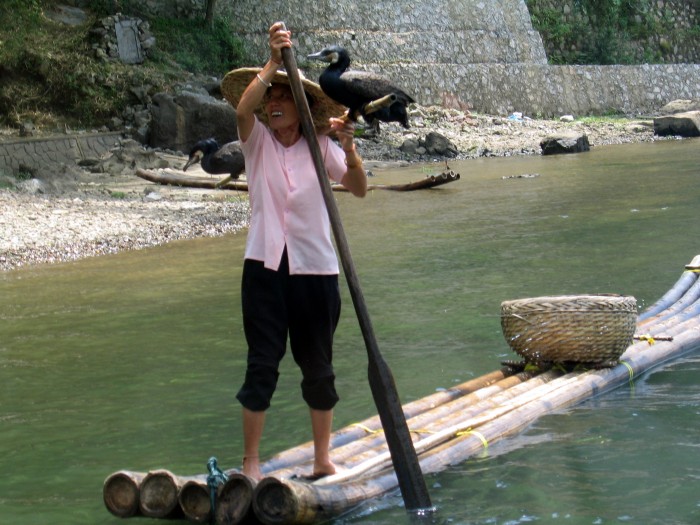 Kormorany łowiące ryby na rzece Li