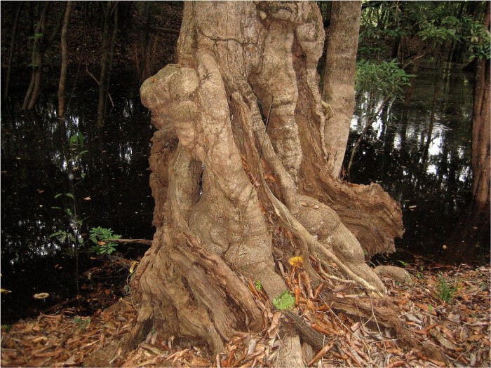 Drzewa Amazonii  fot Gunter Engel