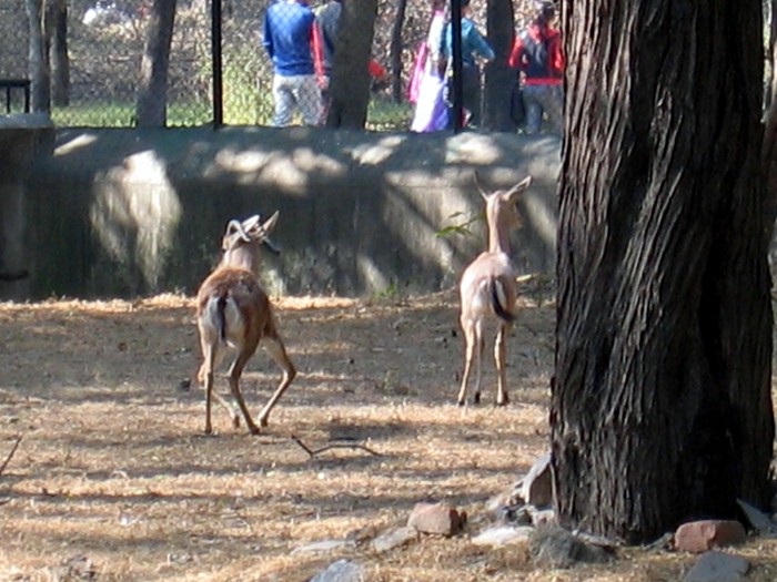 Indian Gazelle- Gazella bennetti
