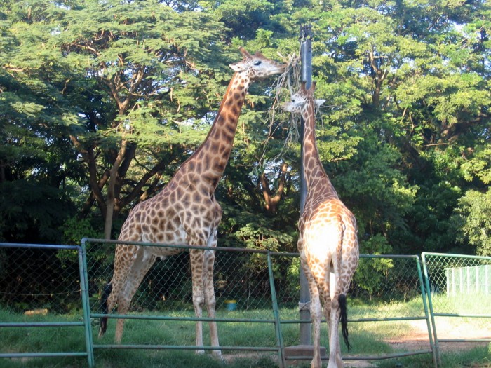 Żyrafy w ogrodzie zoologicznym