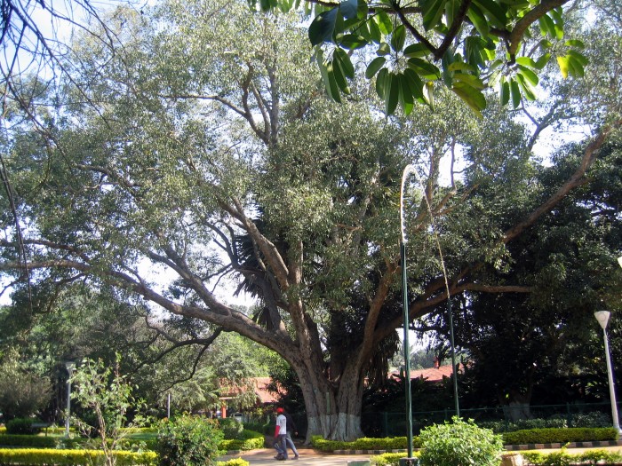 Botanikal Garden -Ficus Religiosa
