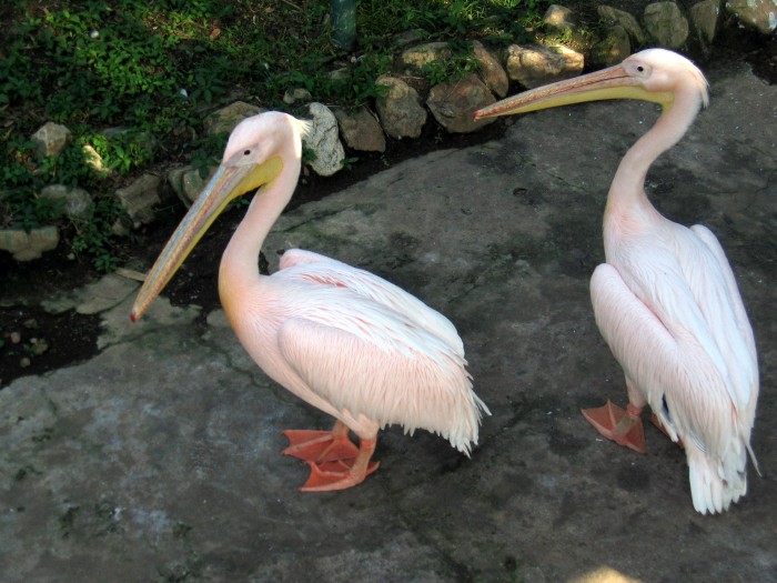 Pelikany w ogrodzie zoologicznym