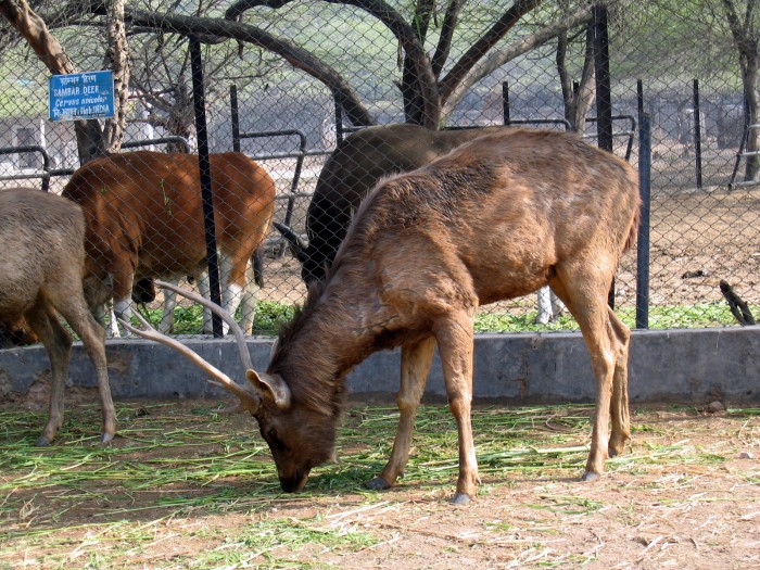 Hog Deer - Hylaphus porcinus
