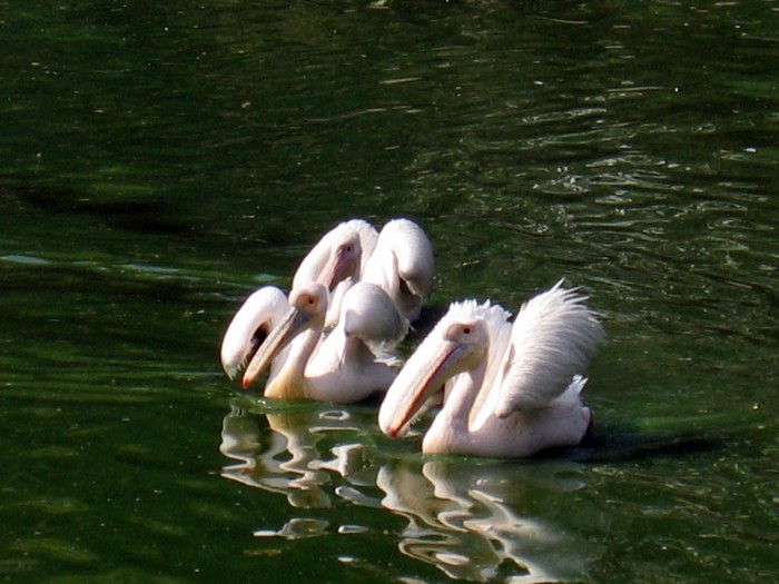 Pelikany