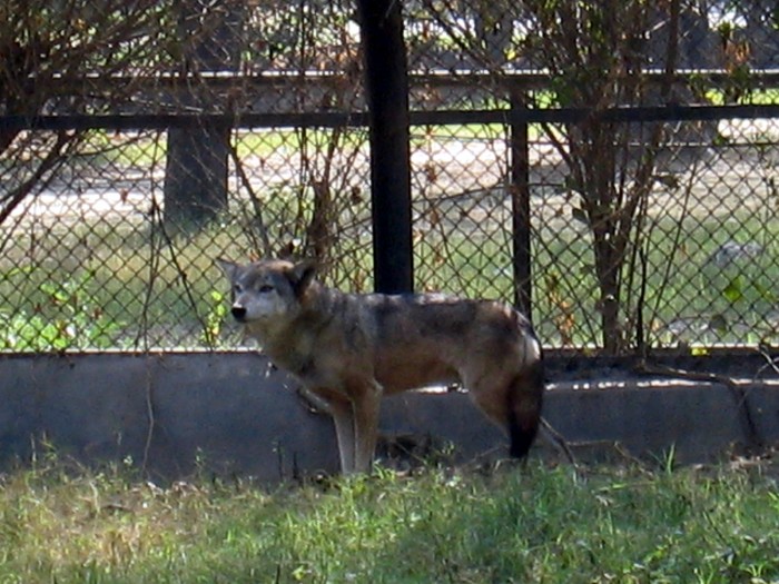 Wolf- Canis lupus