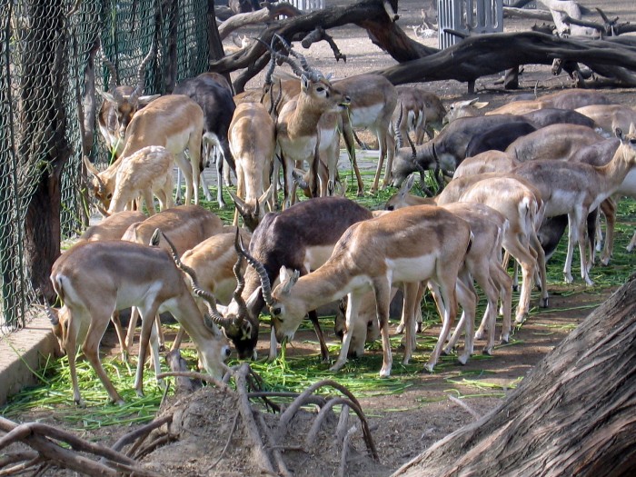 Blackbuck- Antilope cervicapra