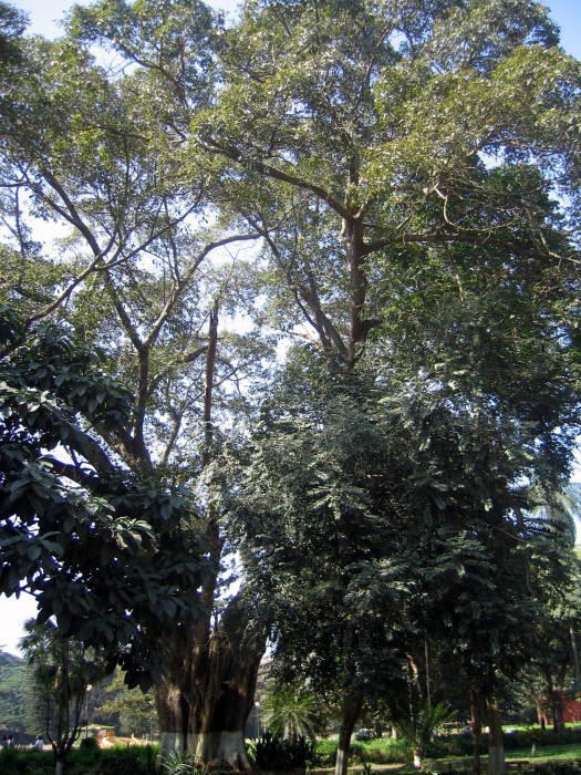 Ficus religiosa_Botanikal Garden - Lal Bagh