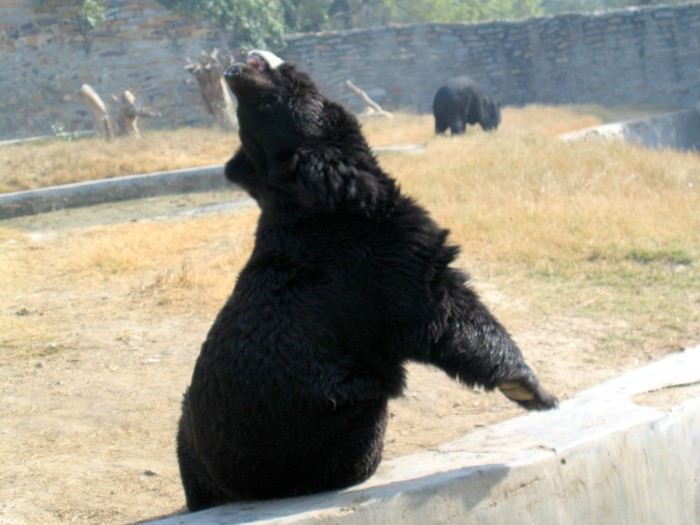 Himalayan Black Bear- Selenarctos Thibetanus
