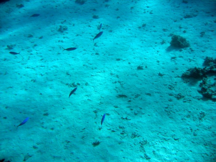 Podwodne życie na rafie koralowej