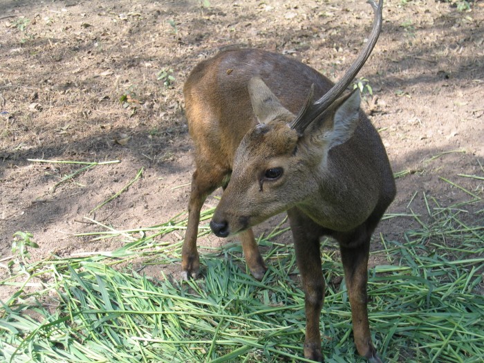Hog Deer- Axis porcinus