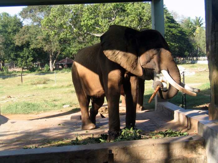 Słoń w ogrodzie zoologicznym