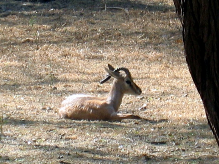 Indian Gazelle- Gazella bennetti