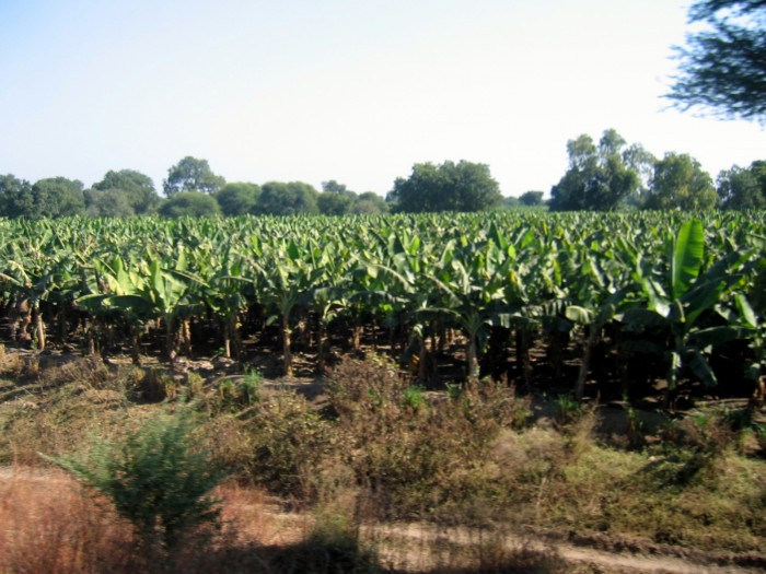 Widoki z pociągu - plantacja bananów