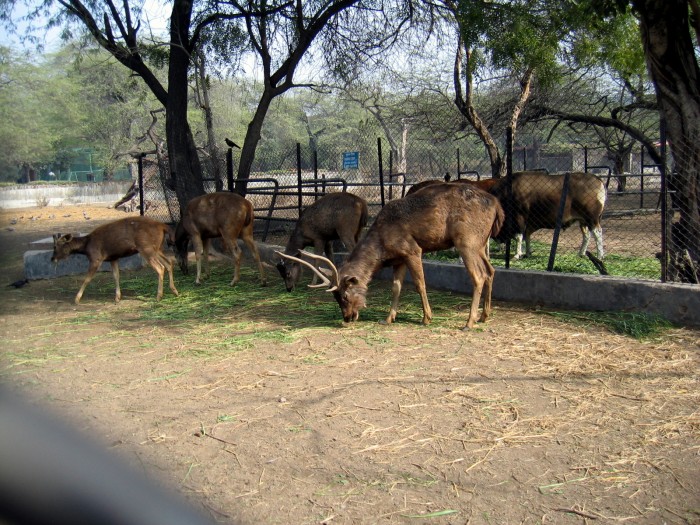 Hog Deer - Hylaphus porcinus