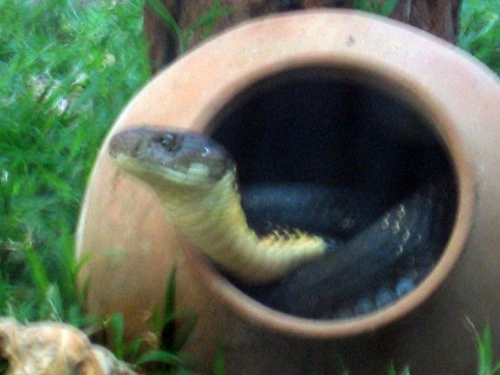 Kobra królewska