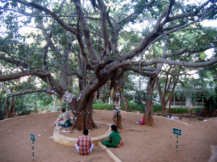 Miejsce medytacji pod drzewem kroczącym