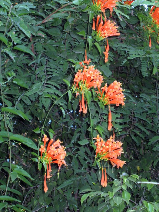 Kwiaty w ashramie