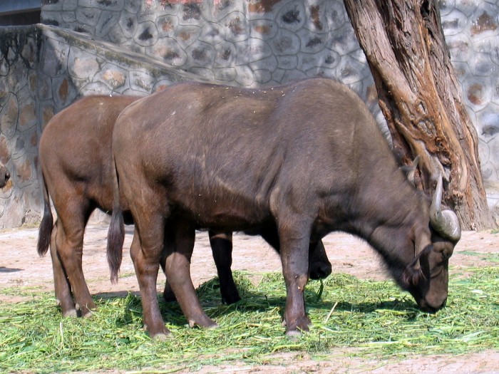 Cape Buffalo- Syncerus caffer