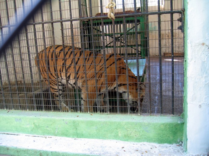 Tygrys w ogrodzie zoologicznym