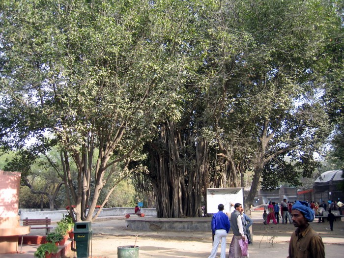 Drzewo kroczące- Benian indyjski