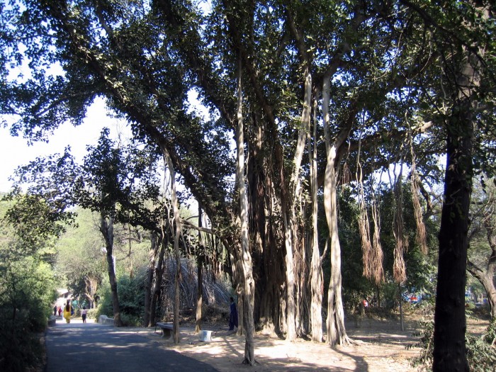 Drzewo kroczące- Benian indyjski
